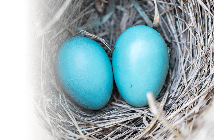 weaver-egg Weaver bird's eggs