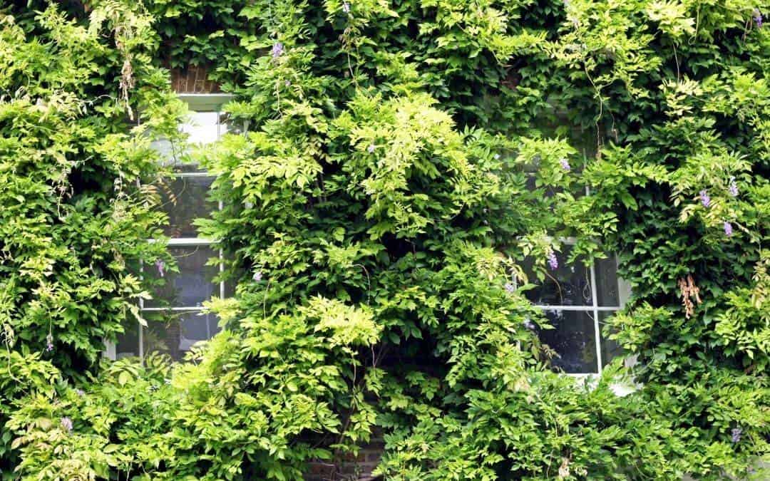 windows-covered-by-bushes-home-security-Weaver-Exterior-Barrie