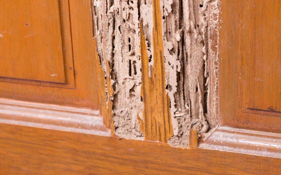 time-for-door-replacement-if-pest-damage-Weaver-Exterior