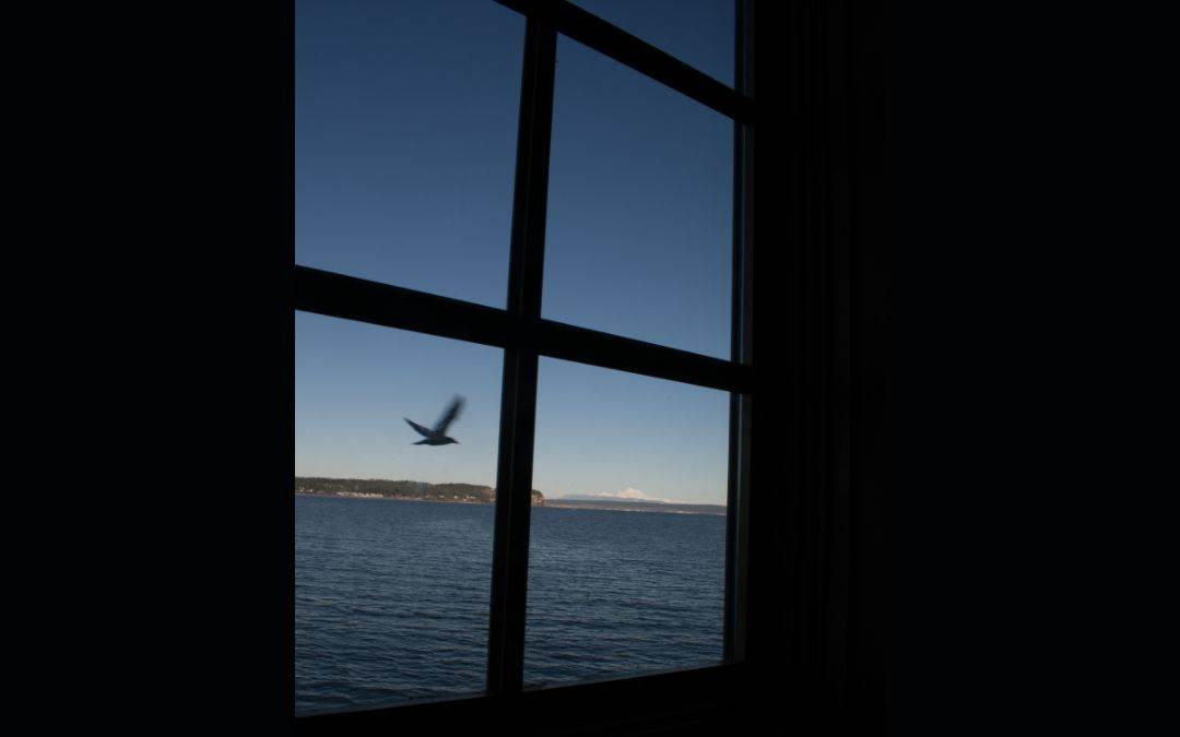 latest-innovations-in-windows-bird-friendly-windows