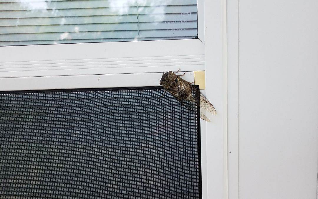 window-innovations-retractable-bug-screens