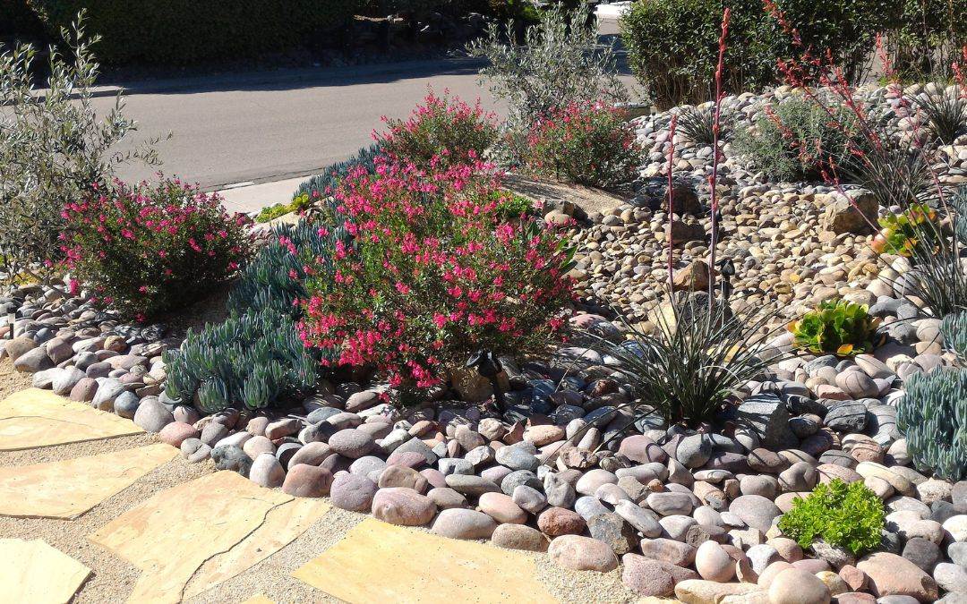 xeriscaping-saves-on-water-and-energy-costs